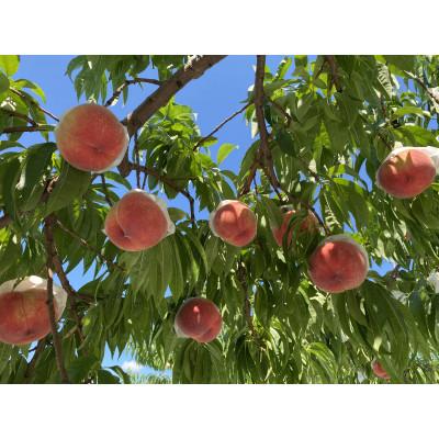 ふるさと納税 長野市 【先行受付】JAグリーン長野 桃 2kg 特秀(輝々) 6〜8玉 糖度保障品 品種お任せの画像