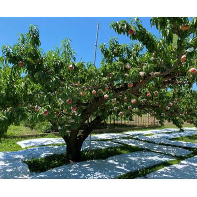 ふるさと納税 長野市 【先行受付】JAグリーン長野 桃 2kg 特秀(輝々) 6〜8玉 糖度保障品 品種お任せの画像
