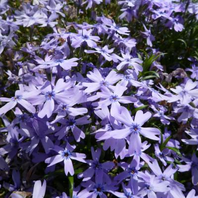 ふるさと納税 八街市 芝桜苗[エメラルドクッションブルー 15ポット]