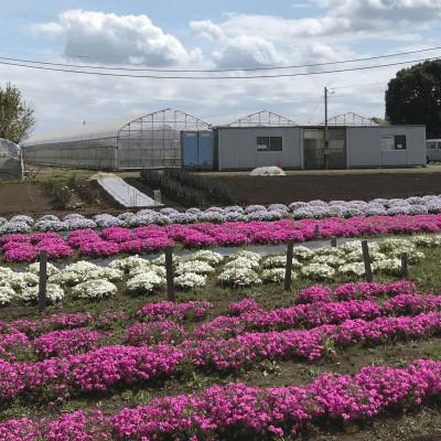 ふるさと納税 八街市 芝桜苗【エメラルドクッションブルー 30ポット】_2