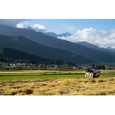 ふるさと納税 白馬村 【令和7年産】『白馬そだち』長野県白馬村産 お米 ゆうだい21 30kg(玄米)の画像