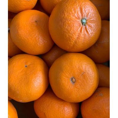 ふるさと納税 有田川町 麗紅柑(れいこう) 青秀品家庭用 2S〜3Lサイズ 3kg 和歌山県有田産