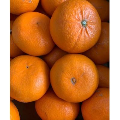 ふるさと納税 湯浅町 麗紅柑(れいこう) 赤秀品S〜2Lサイズ 約3kg 和歌山県有田産