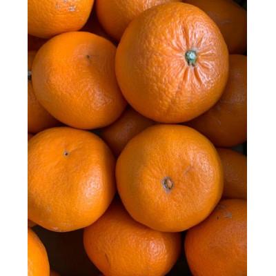 ふるさと納税 湯浅町 麗紅柑(れいこう) 青秀品家庭用 2S〜3Lサイズ 約3kg 和歌山県有田産