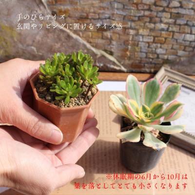 ふるさと納税 太田市 多肉植物 8種類 アエオニウムセット 多肉永遠苗