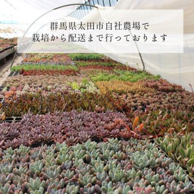 ふるさと納税 太田市 多肉植物 8種類 アエオニウムセット 多肉永遠苗
