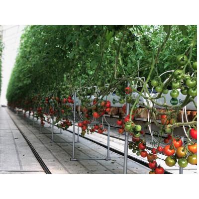 ふるさと納税 多久市 採れたてミディトマト 500g×8パック