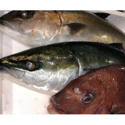 ふるさと納税 八幡浜市 八幡浜発!竹中水産の「活き〆カンパチorハマチorタイ」[H22-211]