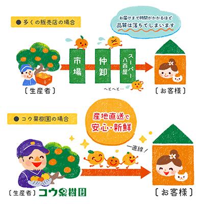 ふるさと納税 八幡浜市 コウ果樹園の華みかん5kg【A33-38】 |  | 02