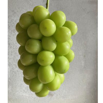 ふるさと納税 岡山市 2026年9月中旬から順次発送 ご家庭用シャインマスカット 訳あり 1.2キロ以上(2〜3房)