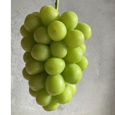 ふるさと納税 岡山市 2026年9月中旬から順次発送 シャインマスカット 1.4キロ以上(700g以上×2房)贈答用