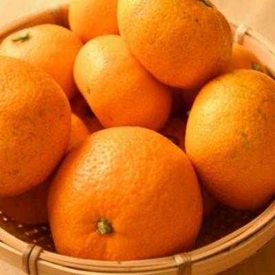 ふるさと納税 紀美野町 [訳あり]紀州有田みかん約5kg(S〜Lサイズ) 「2026年11月中旬より順次発送」【紀美野町】 |  | 02