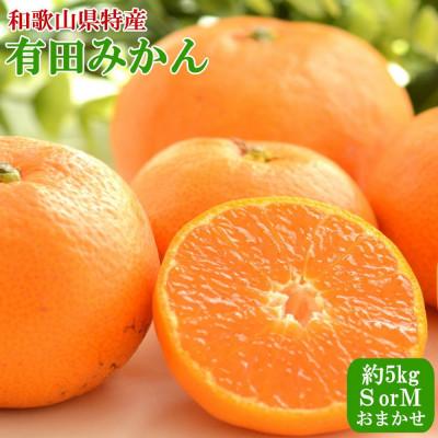 ふるさと納税 紀美野町 [秀品]紀州有田みかん約5kg(S〜Mサイズいずれか) 2025年11月中旬より順次発送[紀美野町]