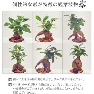 ふるさと納税 小山市 観葉植物 ミニ ガジュマル 陶器 鉢植 |  | 03