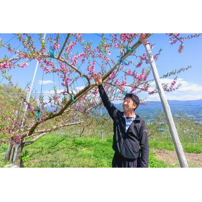 ふるさと納税 豊丘村 2027年発送【南信州産】桃　あかつき　約5kg　太鼓判・優糖生 7月中旬から順次発送 |  | 02