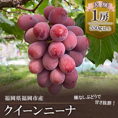 ふるさと納税 福岡市 [2026年8月以降順次発送]福岡市産クイーンニーナ550g1房