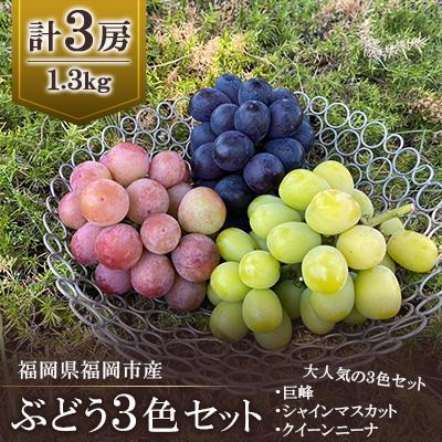 ふるさと納税 福岡市 [2026年8月以降順次発送]福岡市産ぶどう3色セット1300g(計3房)