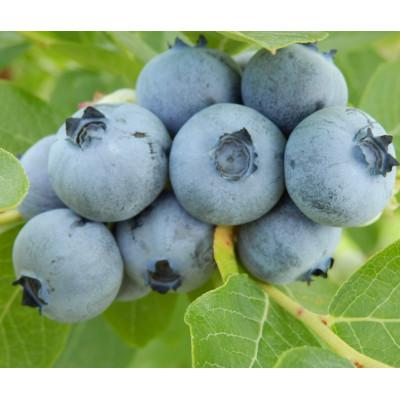 ふるさと納税 中野市 信州 中野市産特選ブルーベリー バラ詰め 1kg箱