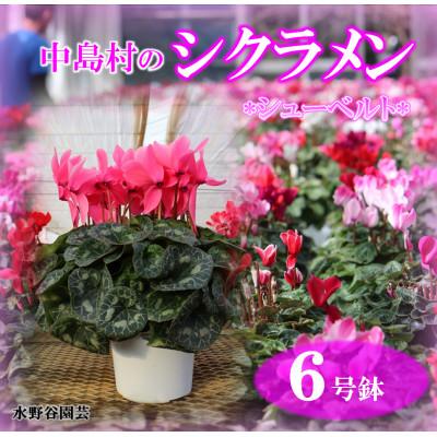 ふるさと納税 中島村 [先行予約]シクラメン6号鉢(シューベルト) 水野谷園芸