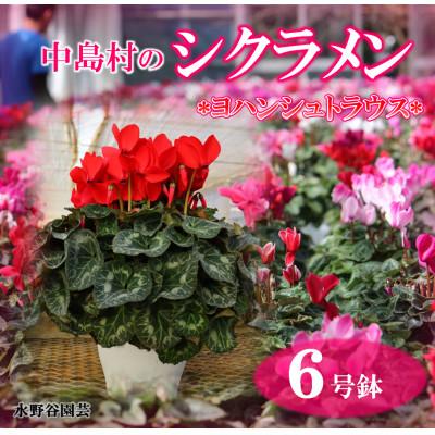 ふるさと納税 中島村 [先行予約]シクラメン6号鉢(ヨハンシュトラウス) 水野谷園芸