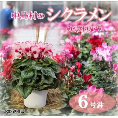 ふるさと納税 中島村 [先行予約]シクラメン6号鉢(ビクトリア) 水野谷園芸