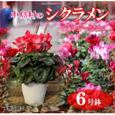 ふるさと納税 中島村 [先行予約]シクラメン6号鉢(プルマージュ) 水野谷園芸