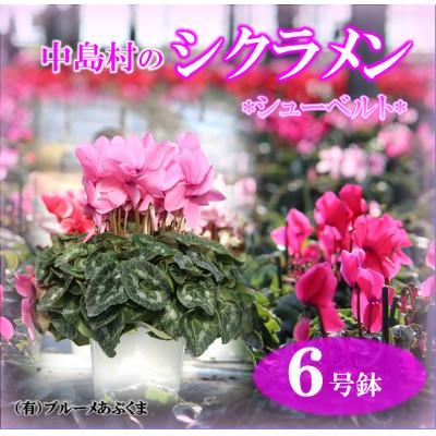 ふるさと納税 中島村 [先行予約]シクラメン6号鉢(シューベルト) ブルーメあぶくま
