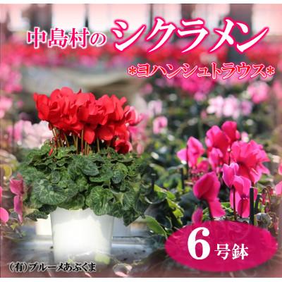 ふるさと納税 中島村 [先行予約]シクラメン6号鉢(ヨハンシュトラウス) ブルーメあぶくま