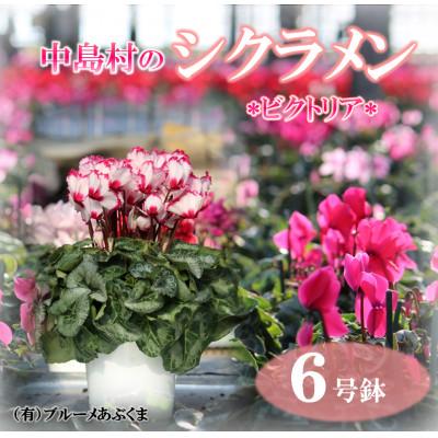 ふるさと納税 中島村 [先行予約]シクラメン6号鉢(ビクトリア) ブルーメあぶくま