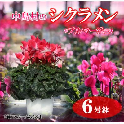 ふるさと納税 中島村 [先行予約]シクラメン6号鉢(プルマージュ) ブルーメあぶくま