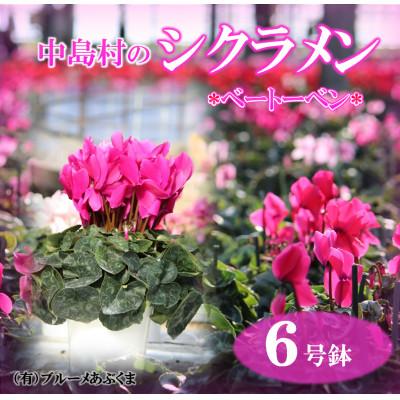ふるさと納税 中島村 [先行予約]シクラメン6号鉢(ベートーベン) ブルーメあぶくま