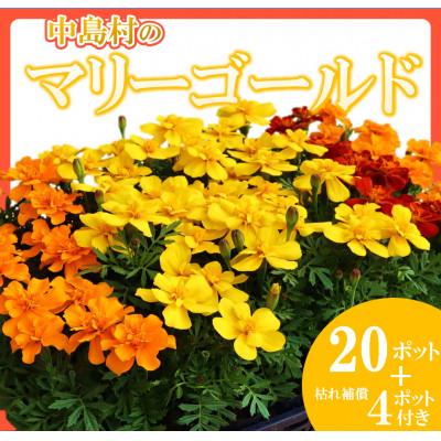 ふるさと納税 中島村 [先行予約]マリーゴールド花苗セット(20+4ポット)