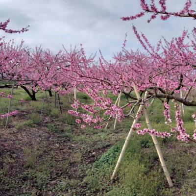 ふるさと納税 紀の川市 和歌山県紀の川市産 孫さんの桃(なつっこ・川中島白桃)約2.5kg(6~8玉) 7月上旬から順次発送の画像