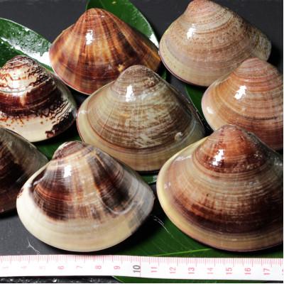 ふるさと納税 桑名市 桑名はまぐり屋　漁師厳選　桑名産天然はまぐり6年〜12年もの　1kg　m_85 |  | 02