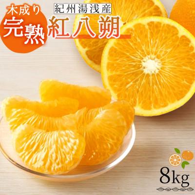 ふるさと納税 湯浅町 [先行予約][2027年2月下旬より発送]紀州湯浅産木成り完熟紅八朔8kg