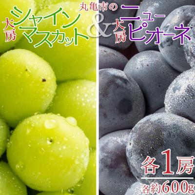 ふるさと納税 宇多津町 [2026年8月中旬より順次発送]大房シャインマスカット&amp;大房ニューピオーネ 各1房(各約600g)