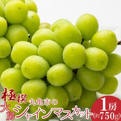 ふるさと納税 宇多津町 [2026年8月中旬より順次発送]極撰!香川県丸亀市の「大房シャインマスカット」1房(約750g)
