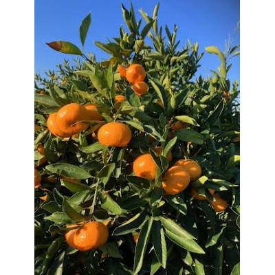 ふるさと納税 紀の川市 田口早生 温州みかん約5Kg 採れたてみかん新鮮さそのままに 11月中頃より順次発送