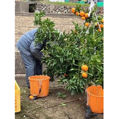 ふるさと納税 紀の川市 日南・ゆら早生約5Kg 採れたてみかん新鮮さ直送便 10月中頃より順次発送