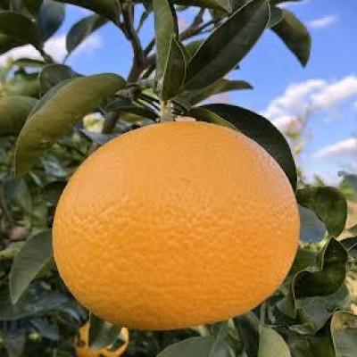 ふるさと納税 紀の川市 八朔 約5Kg 独特のほろ苦さと酸味 爽やかな甘酸っぱさシャキシャキ食味 1月下旬より順次発送