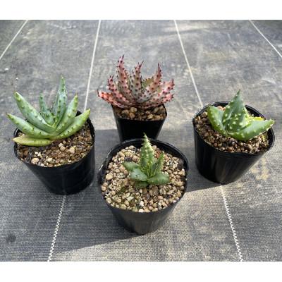 ふるさと納税 長与町 [数量限定]アロエ4種セット ブルーミー・フェロックス・クロウジアナ・マルロシー