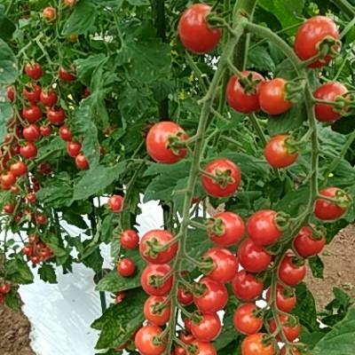 ふるさと納税 高梁市 有機ミニトマト 2kg