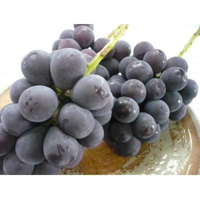 ふるさと納税 高梁市 ピオーネ ご家庭用 5kg 9月中旬以降順次発送