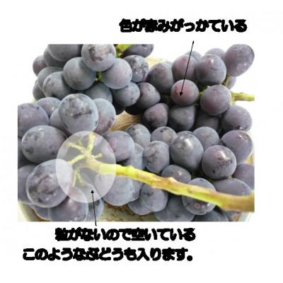 ふるさと納税 高梁市 ピオーネ ご家庭用 5kg 9月中旬以降順次発送の画像