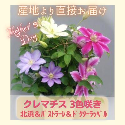 ふるさと納税 北茨城市 [長谷川園芸]クレマチス6寸3色咲き〔北浜×パストラーレ×ドクターラッペル〕※5/1〜5/7発送