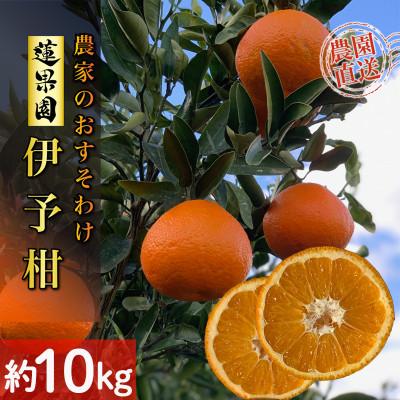 ふるさと納税 松山市 [順次発送中]宮内伊予柑 約10kg 家庭用 訳あり サイズ混合 農家直送