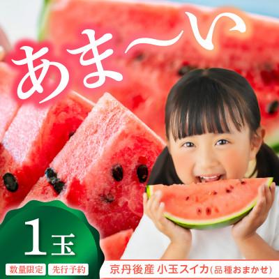 ふるさと納税 京丹後市 みんな大好き!甘〜ぃ!シャリ美味!!京丹後産小玉スイカ!!1玉(2026年7月上旬〜順次発送)
