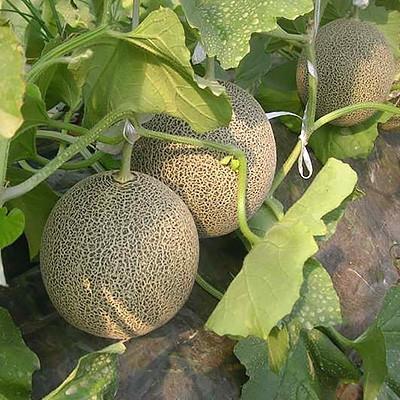 ふるさと納税 北栄町 タカミメロン 大玉 3玉〜4玉入 1箱(5.0kg以上)