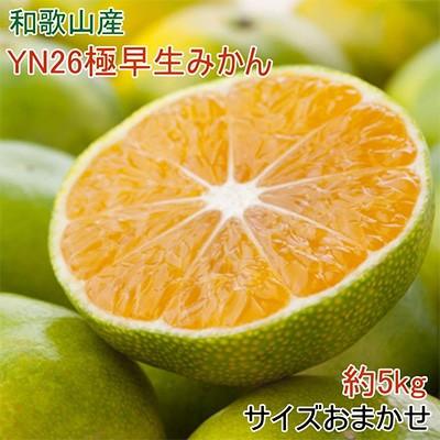 ふるさと納税 美浜町 [産直]YN26極早生みかん約5kg(2S〜Mサイズおまかせ)[美浜町]