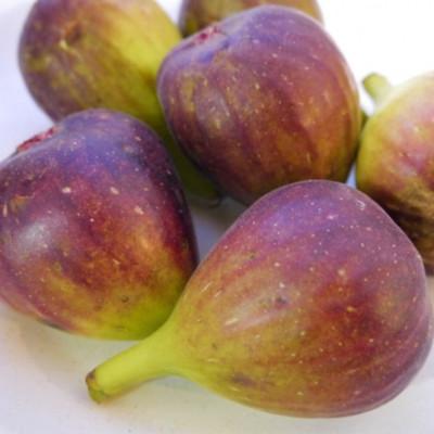 ふるさと納税 紀の川市 和歌山県産新鮮いちじく約300g×2パック入り